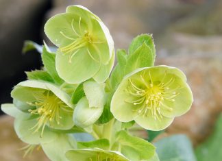 Gardening tips: mulch your border flowers
